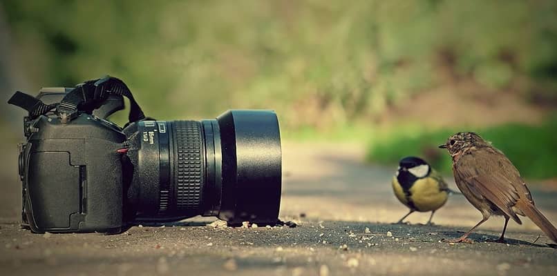 Una foto tomada por una cámara y un pájaro juntos.